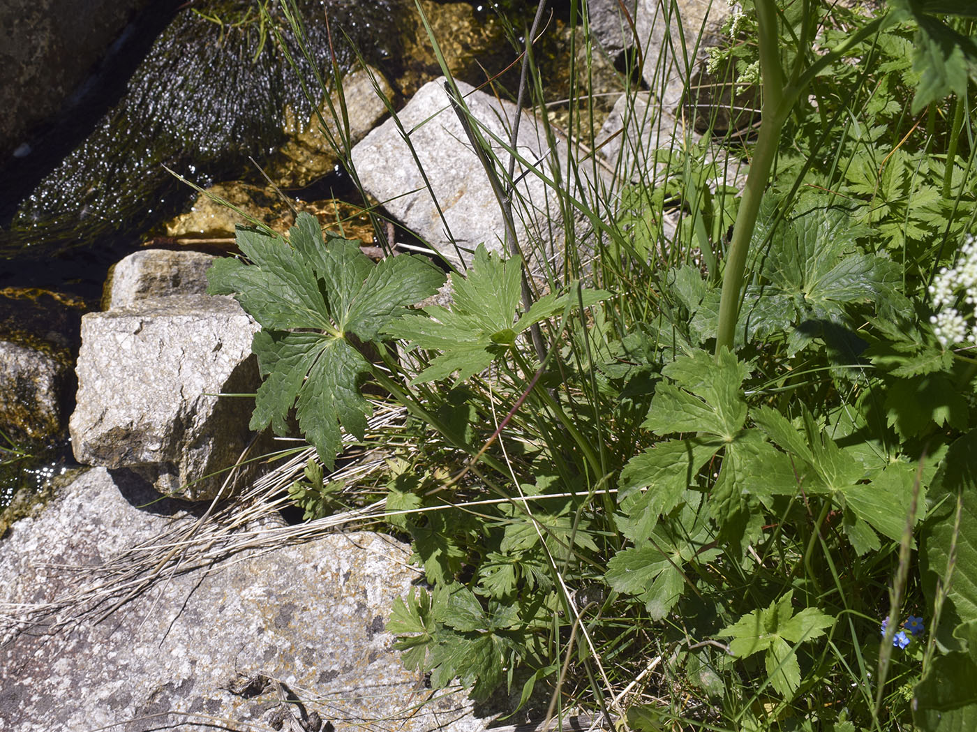 Image of Ranunculus platanifolius specimen.