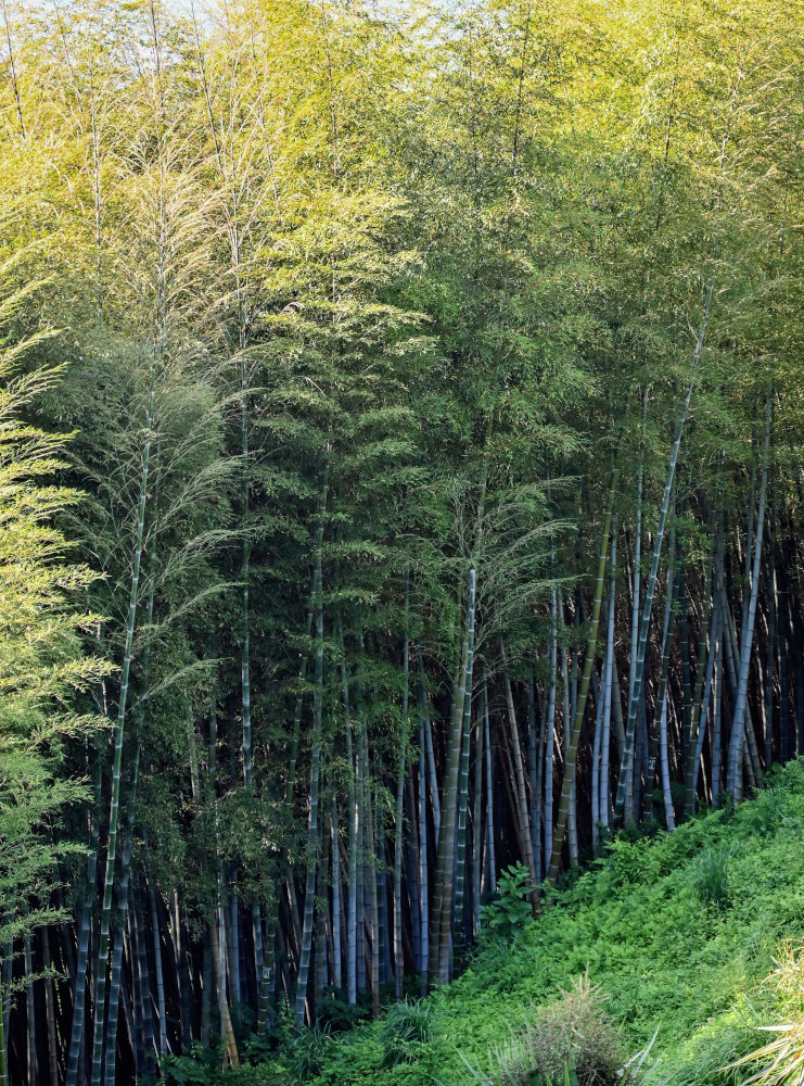 Image of Phyllostachys pubescens specimen.