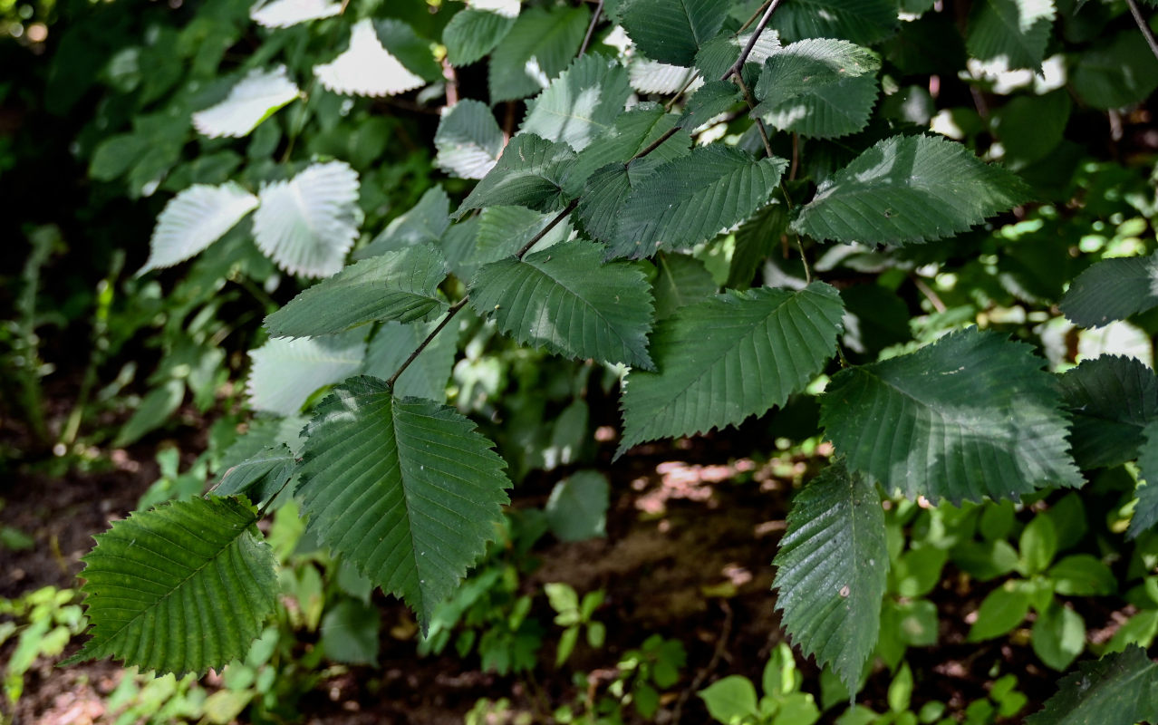 Изображение особи Ulmus glabra.