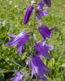 Campanula rapunculoides. Часть соцветия. Кабардино-Балкария, Черекский р-н, окр. с/п Верхняя Балкария, окр. пер. Сев. Курноят, ≈ 2150 м н.у.м., субальпийский луг. 29.07.2024.