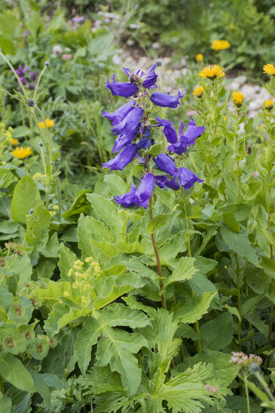 Изображение особи Campanula latifolia.