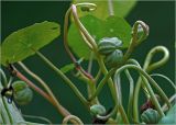 Tropaeolum majus