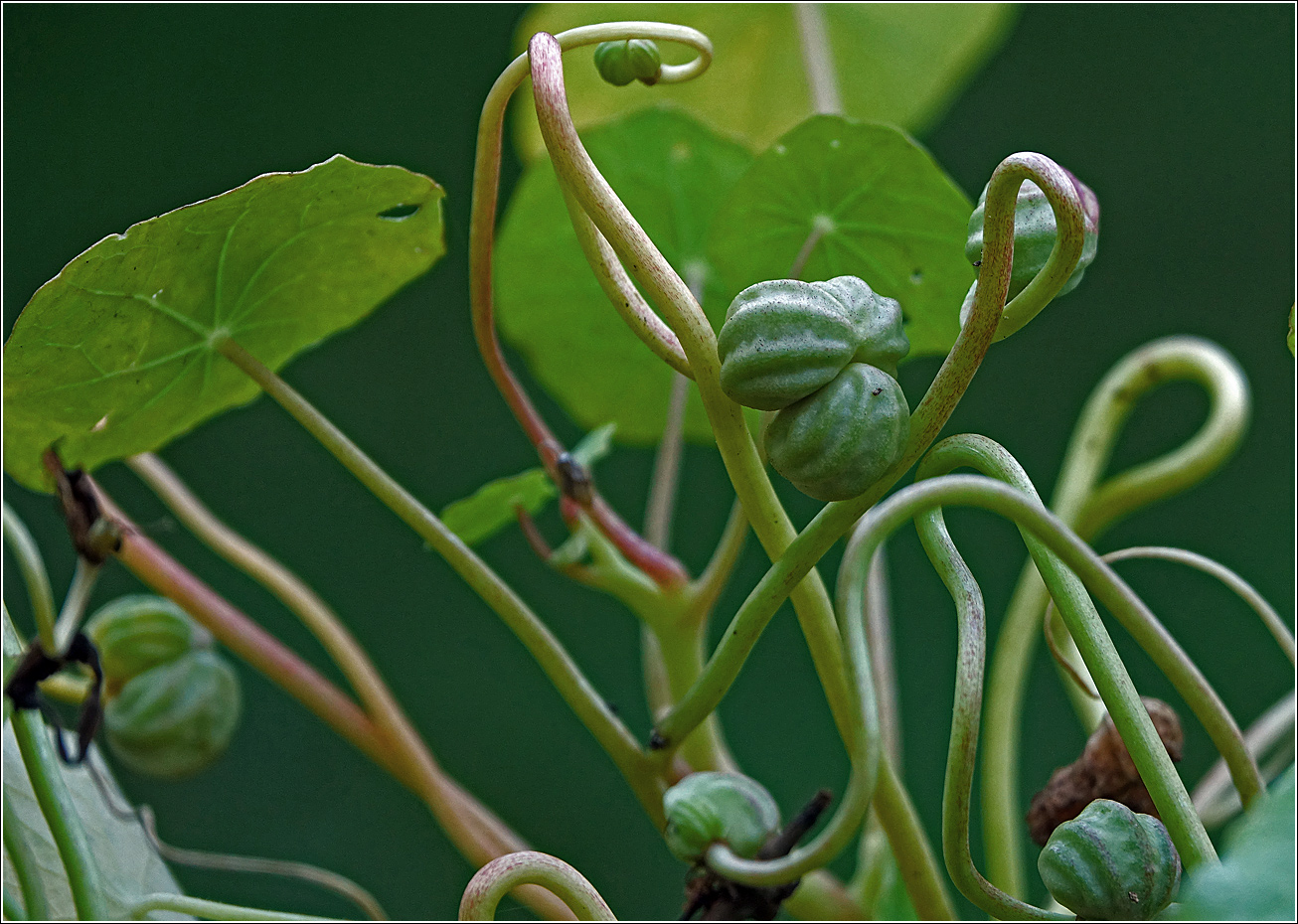 Изображение особи Tropaeolum majus.