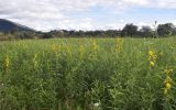 Crotalaria juncea