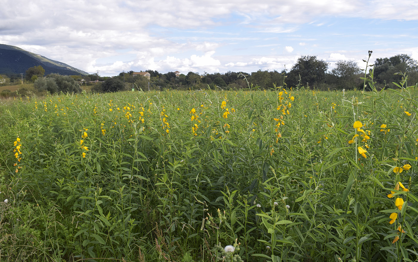 Изображение особи Crotalaria juncea.