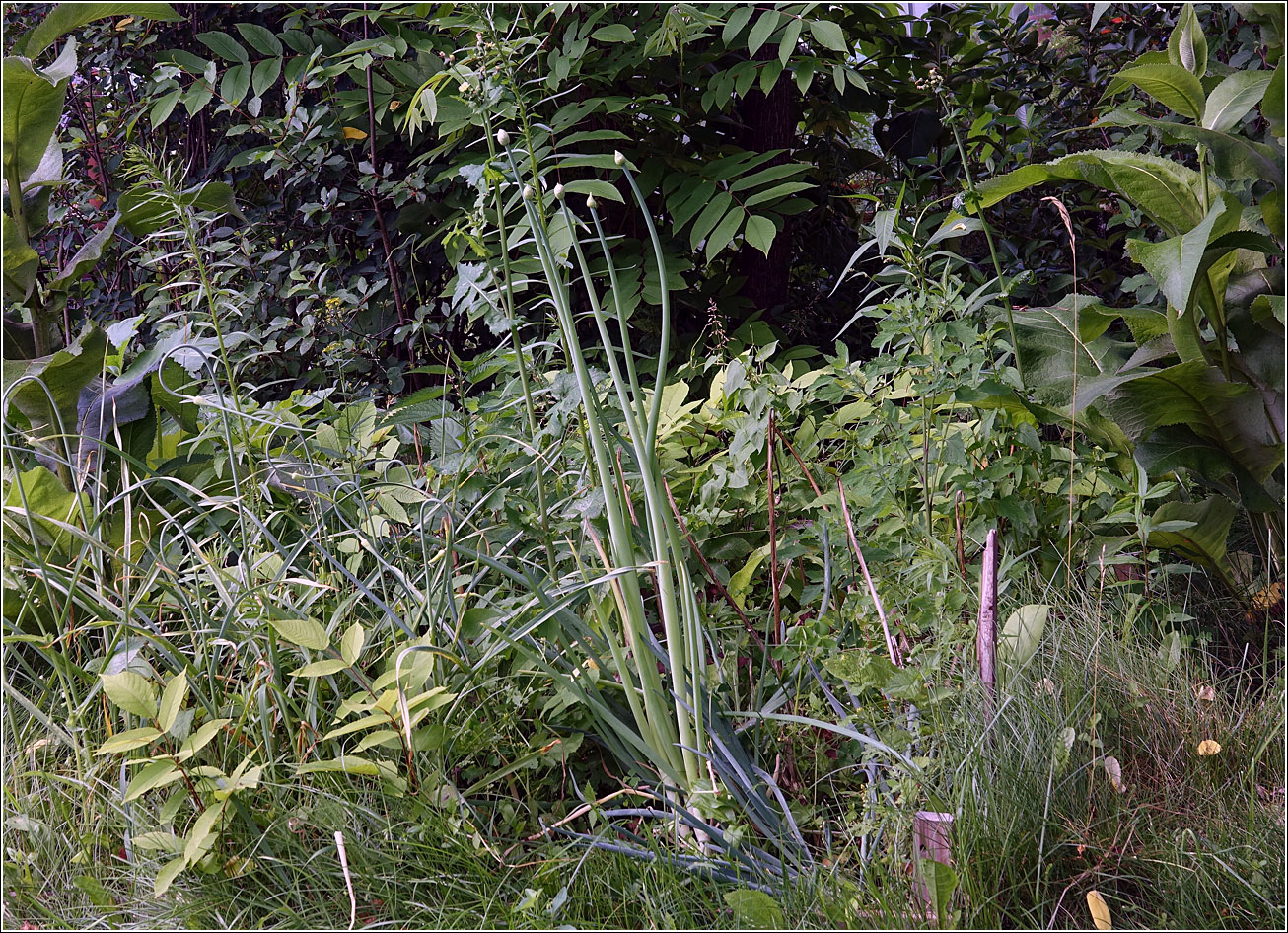 Image of genus Allium specimen.