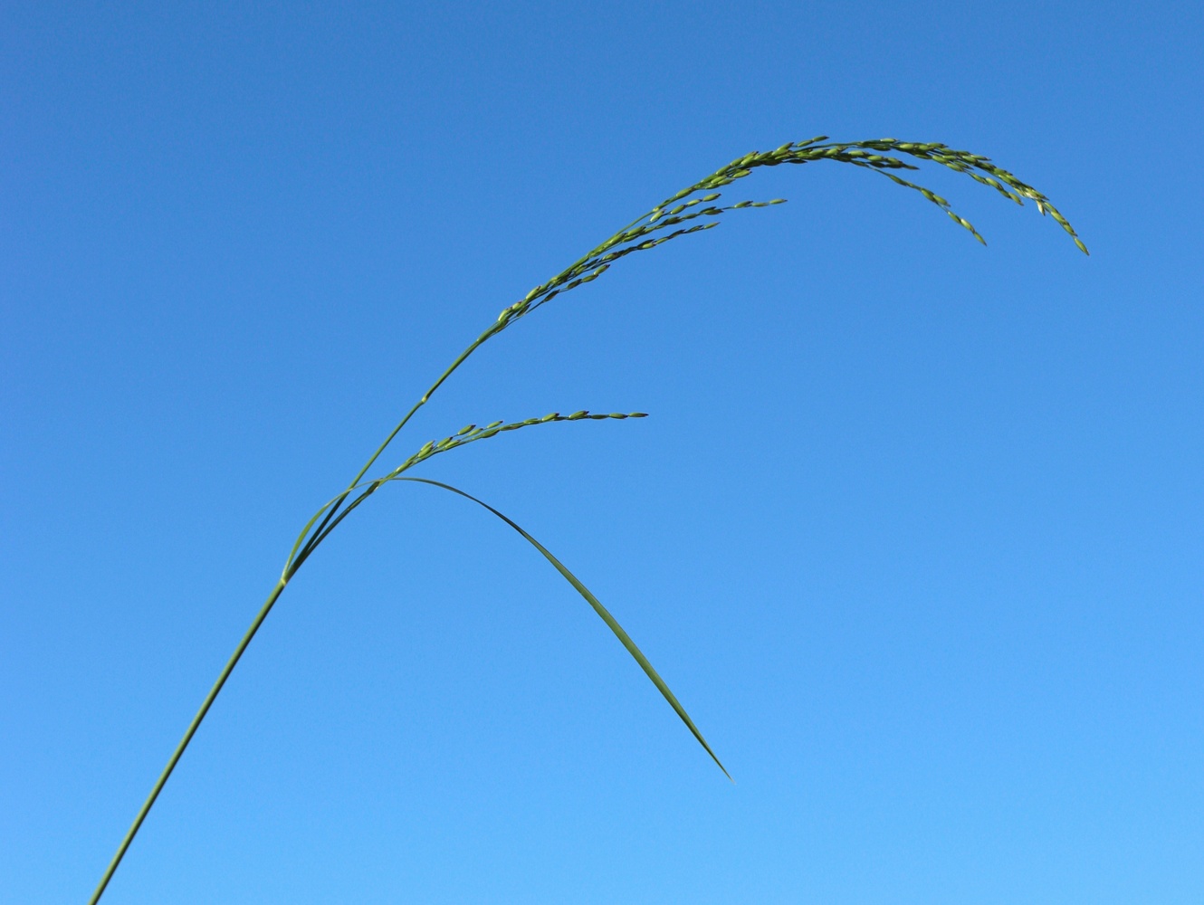 Image of Agrostis gigantea specimen.