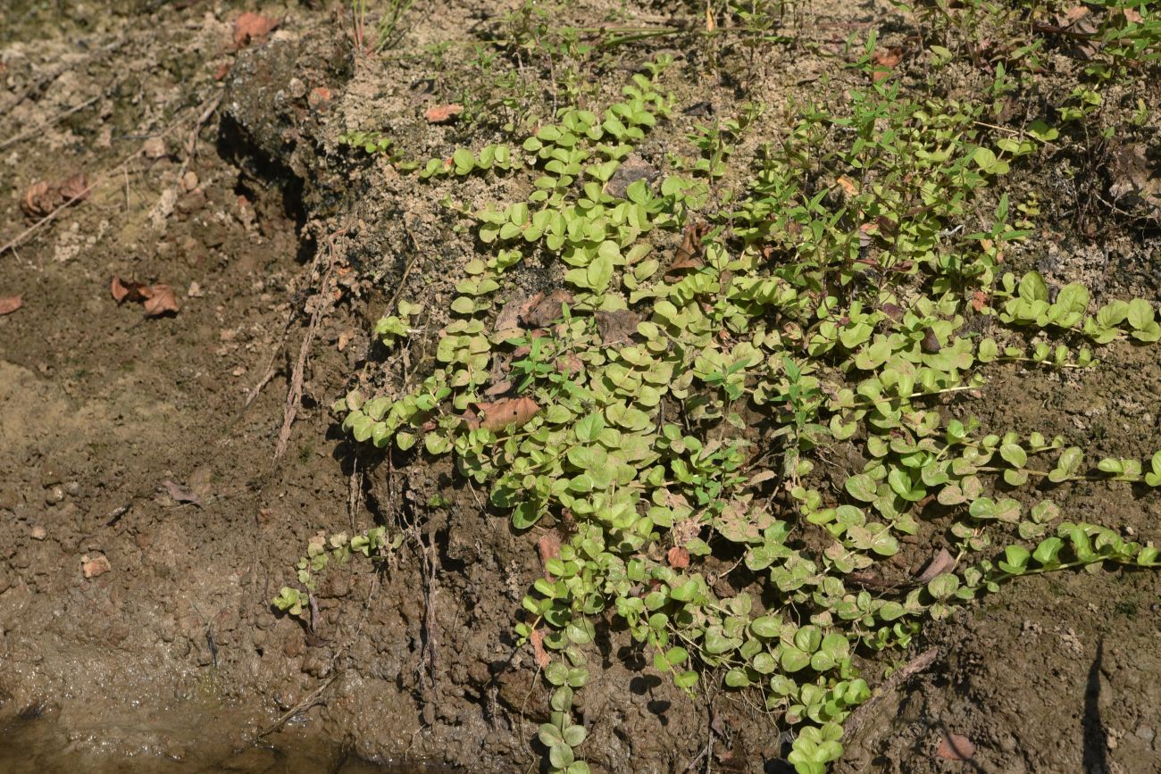 Image of Lysimachia nummularia specimen.