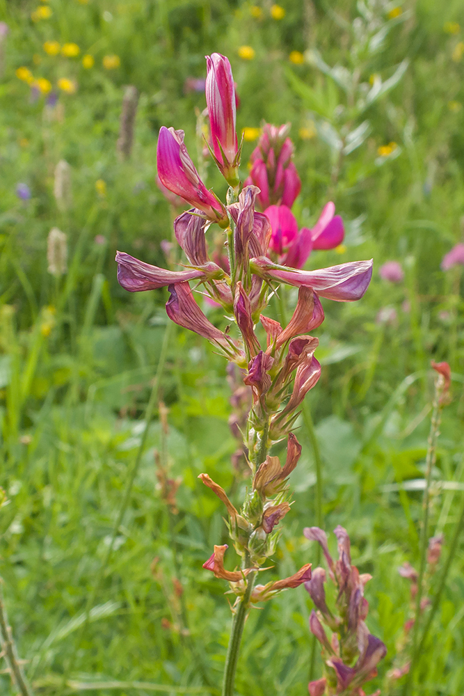 Изображение особи Onobrychis biebersteinii.