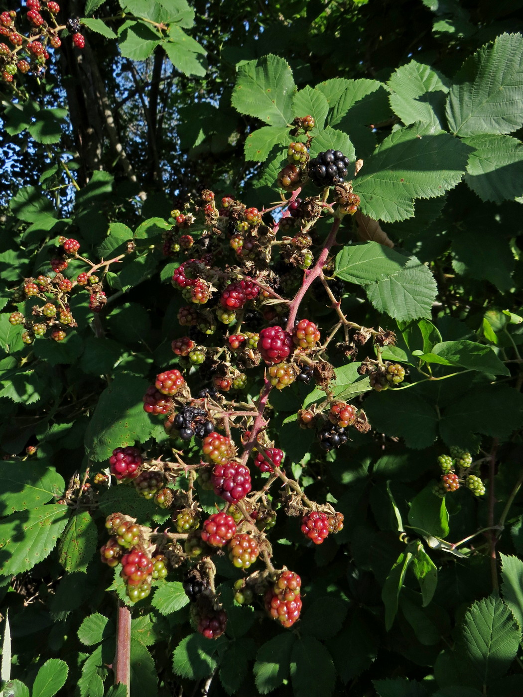 Изображение особи Rubus sanctus.