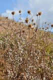 genus Echinops