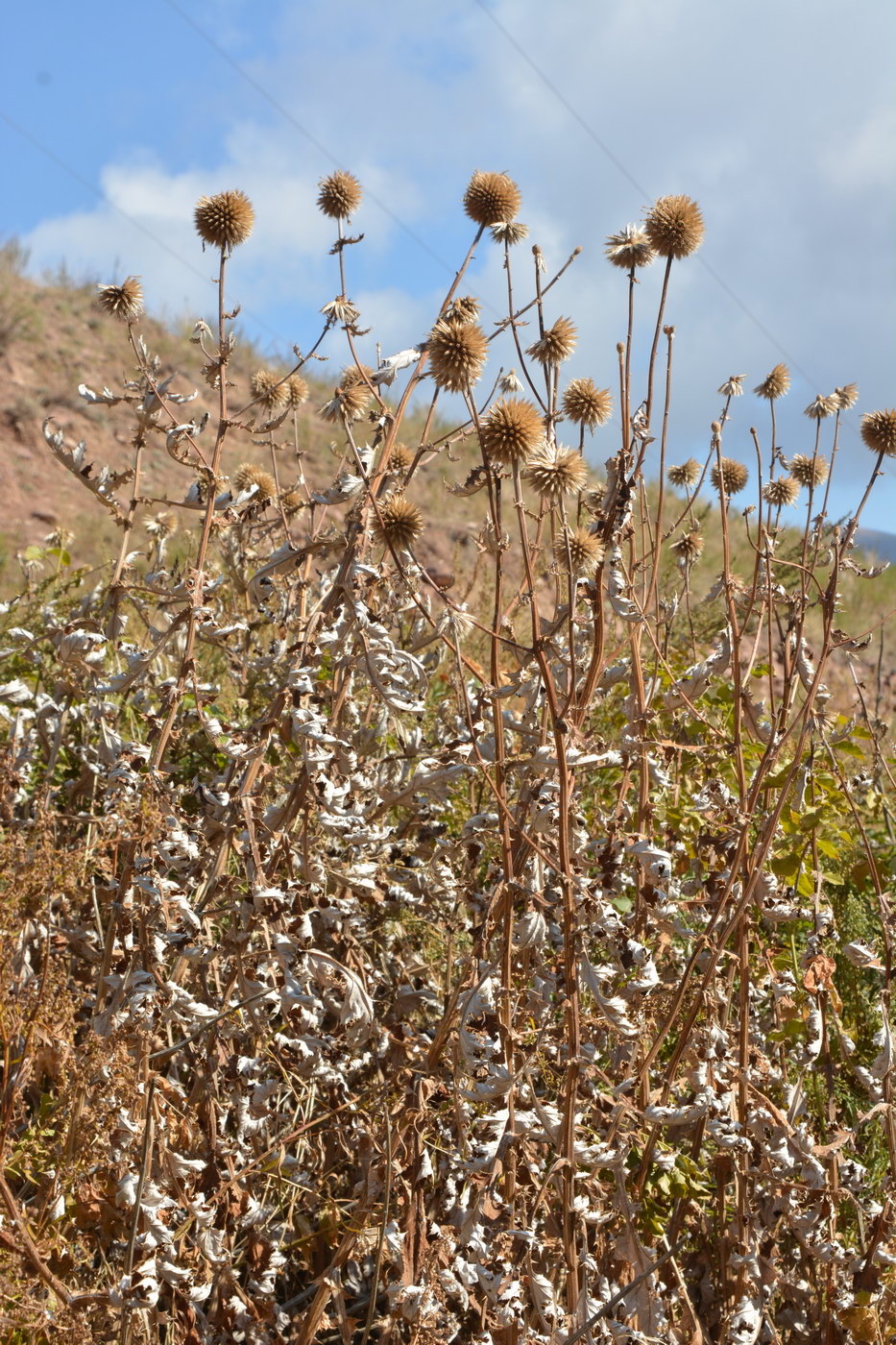 Image of genus Echinops specimen.