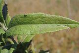 Inula salicina. Лист (адаксиальная сторона). Ульяновская обл., Мелекесский р-н, долина р. Бирля, остепнённый луг с участками засоления. 12.08.2023.