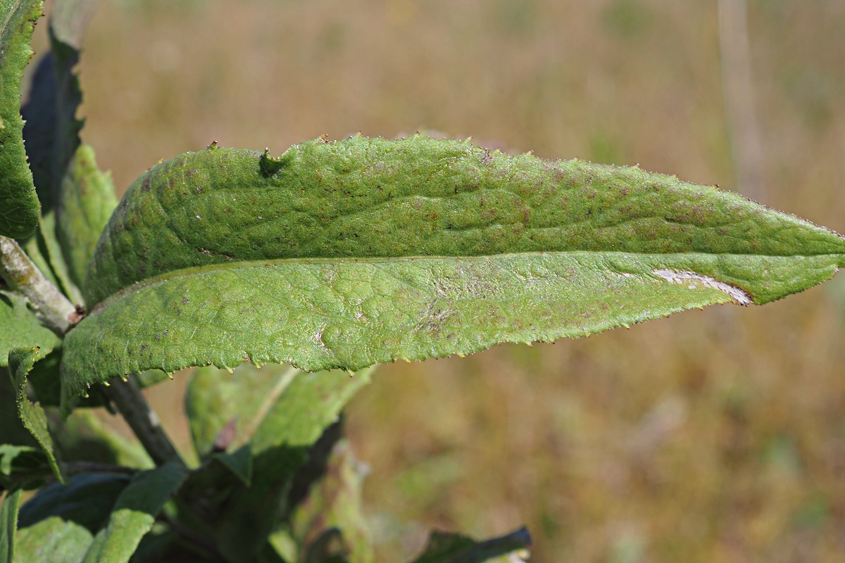 Image of Inula salicina specimen.