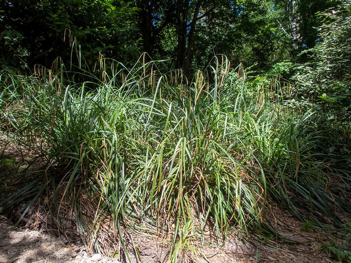 Изображение особи Carex pendula.