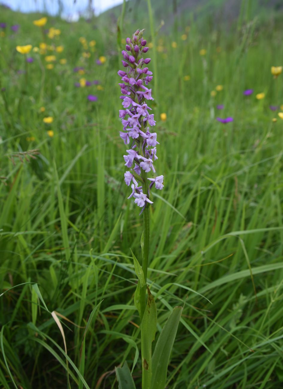 Image of Gymnadenia conopsea specimen.