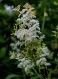 Filipendula ulmaria. Соцветие с цветками, бутонами и завязавшимися плодами. Ярославская обл., г. Ярославль, устье р. Которосль, берег реки, окраина ивняка. 02.07.2024.