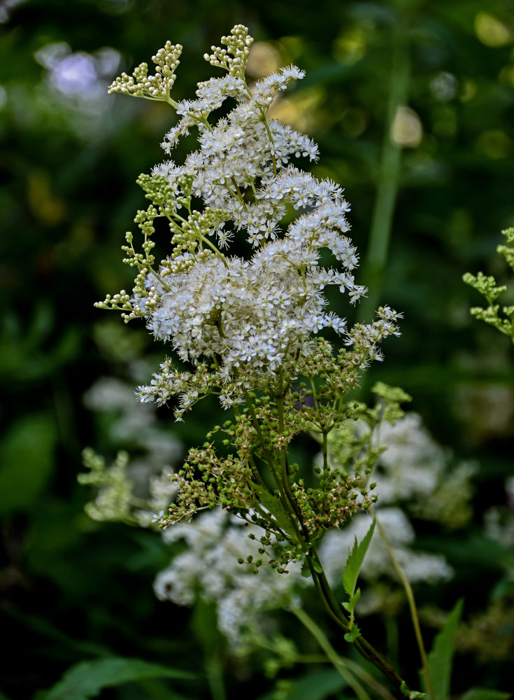 Image of Filipendula ulmaria specimen.