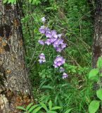 Campanula persicifolia