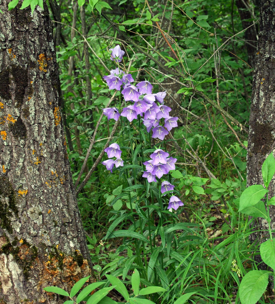 Image of Campanula persicifolia specimen.