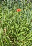 Papaver pinnatifidum