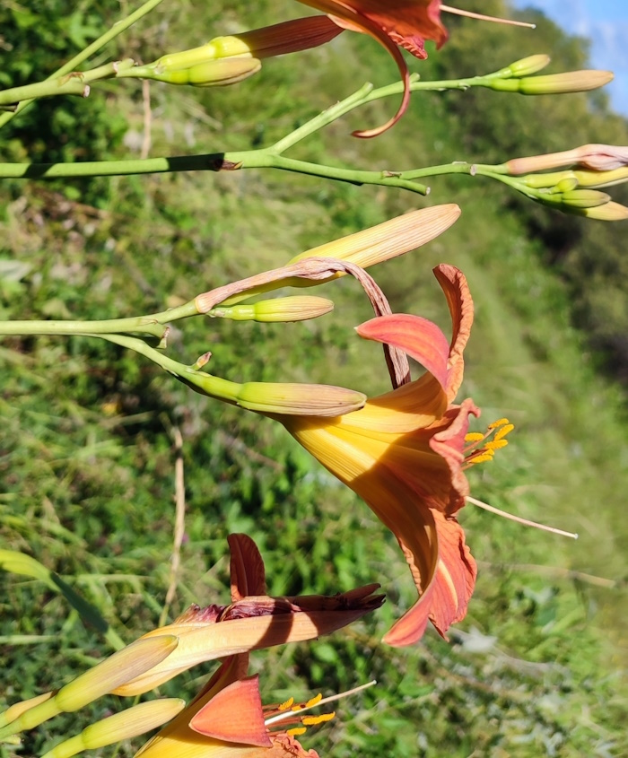 Image of Hemerocallis fulva specimen.