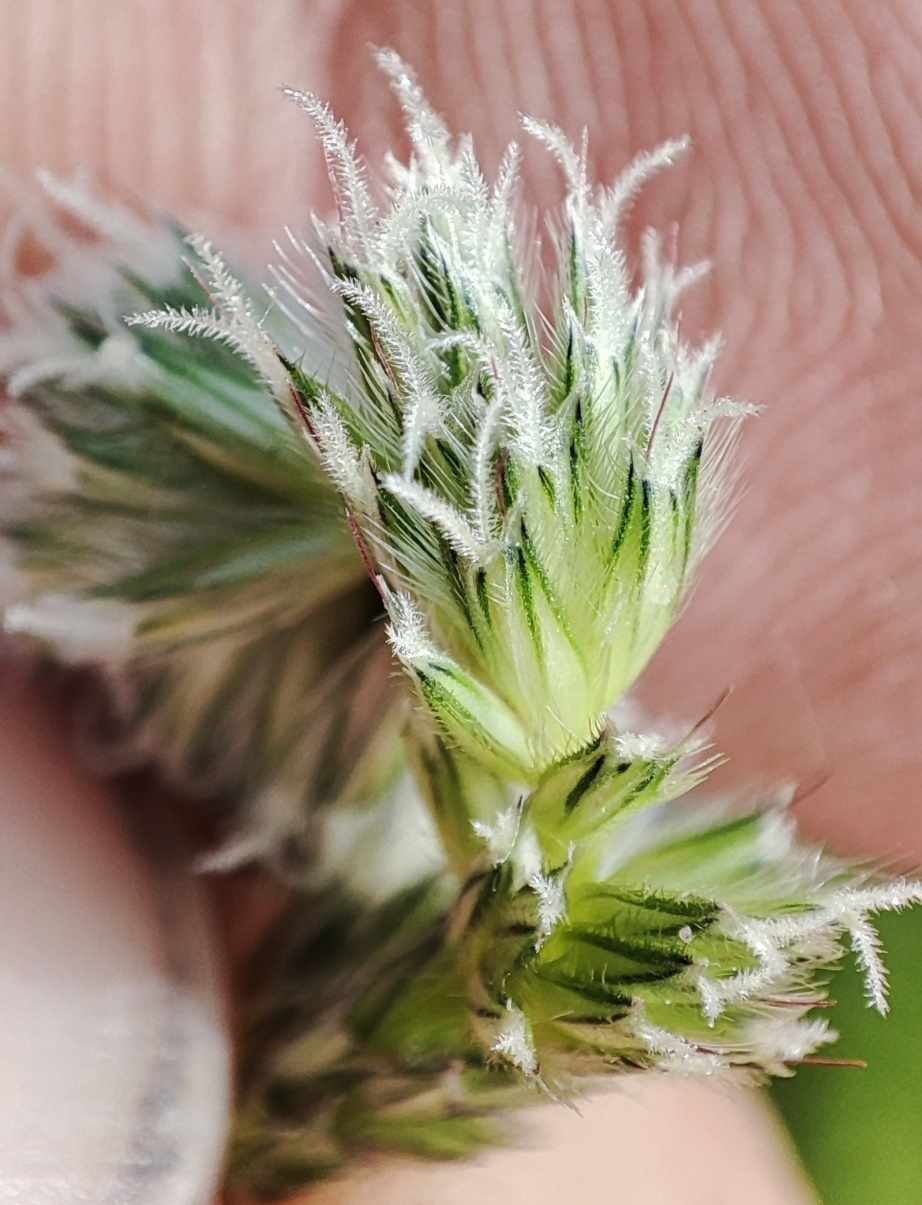 Изображение особи Alopecurus pratensis.