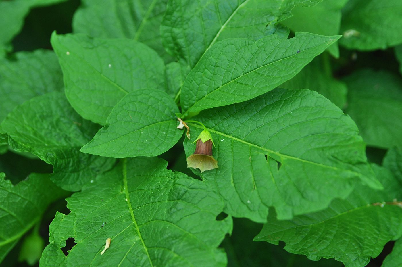 Image of Scopolia caucasica specimen.
