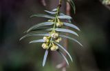View full-size image Cephalotaxus harringtonia