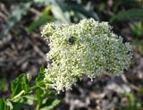 Смотреть изображение Cardaria draba