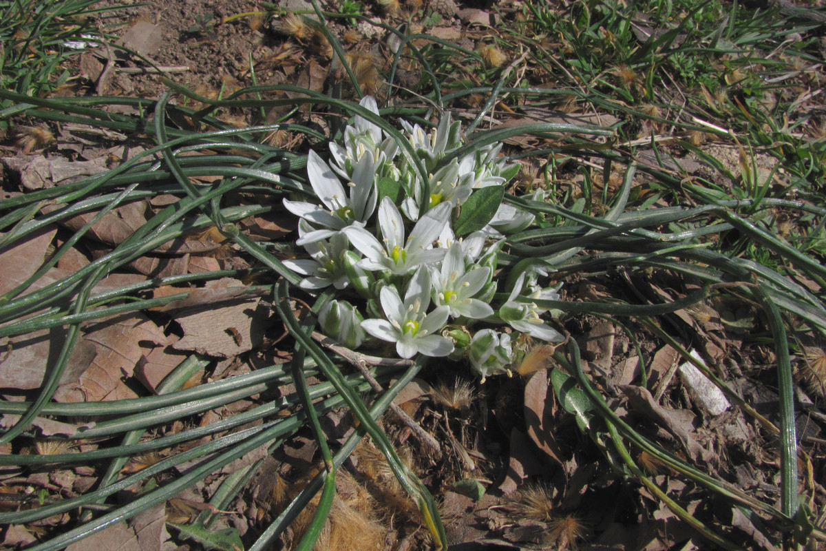 Image of Ornithogalum refractum specimen.