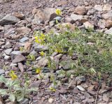 Смотреть изображение Melilotoides pamirica