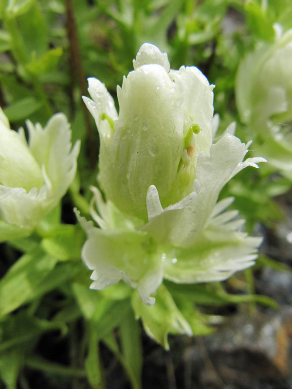 Изображение особи Castilleja hyparctica.