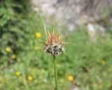 View full-size image Centaurea sintenisiana