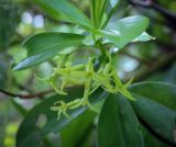 Смотреть изображение Daphne pontica