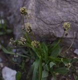 View full-size image Plantago atrata