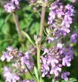 View full-size image genus Thymus