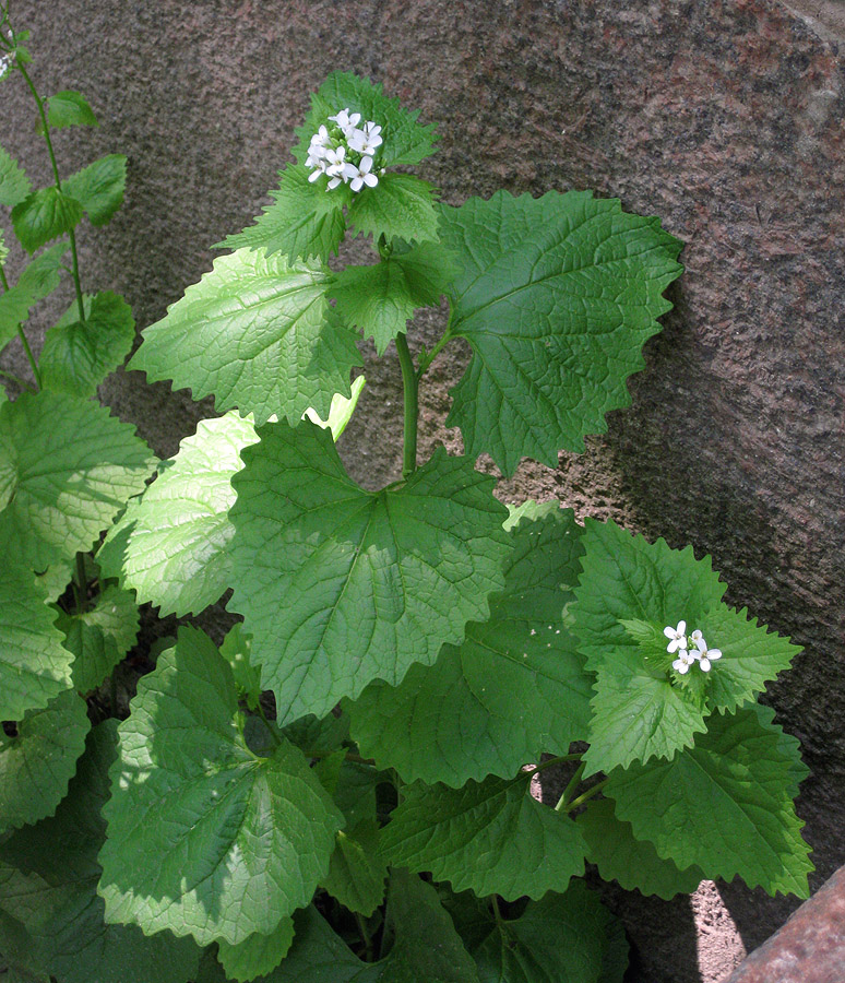 Image of Alliaria petiolata specimen.