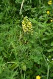 View full-size image genus Pedicularis