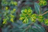 genus Euphorbia