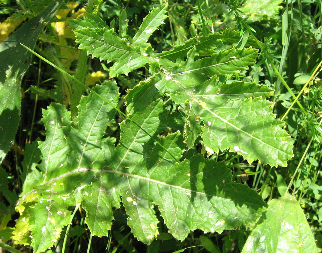 Image of Rapistrum perenne specimen.