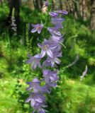 Campanula bononiensis