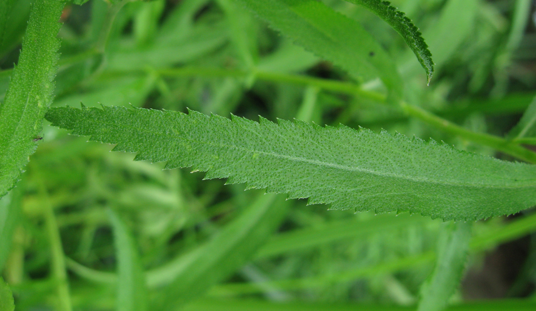 Изображение особи Achillea salicifolia.