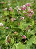 Trifolium hybridum. Верхушка цветущего растения. Чувашия, г. Шумерля, старая узкоколейка. 19 августа 2011 г.