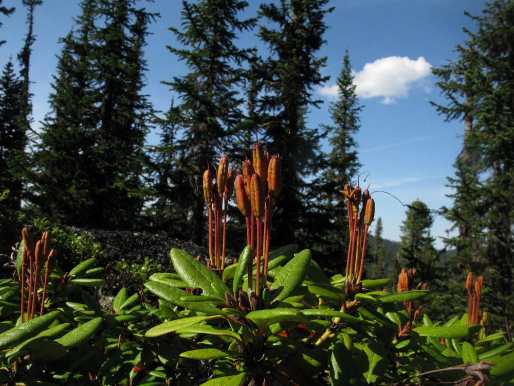 Image of Rhododendron aureum specimen.