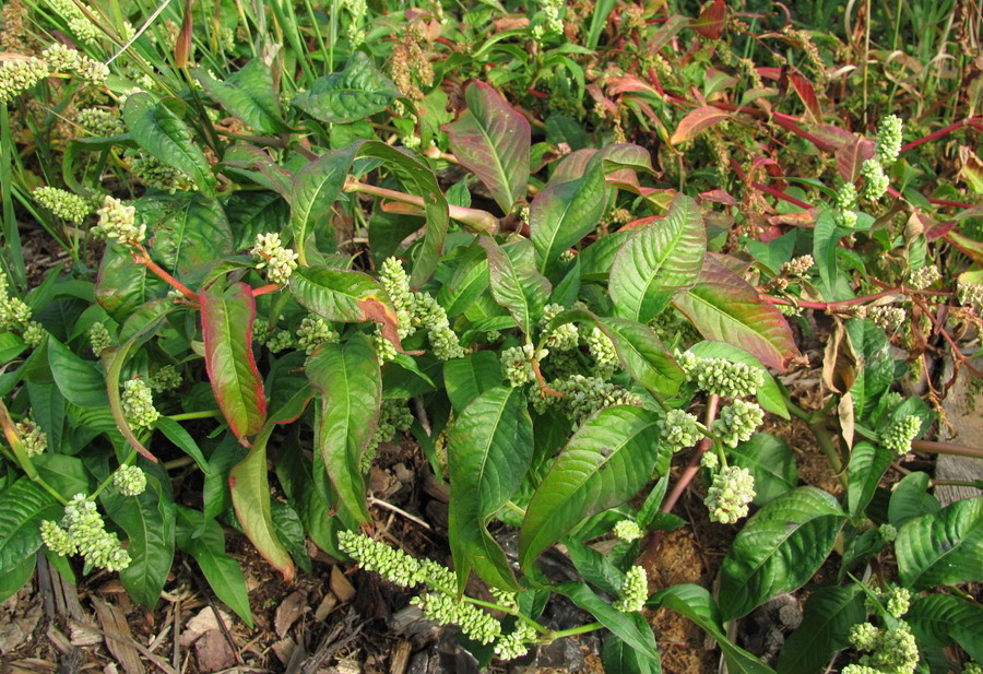 Image of Persicaria scabra specimen.