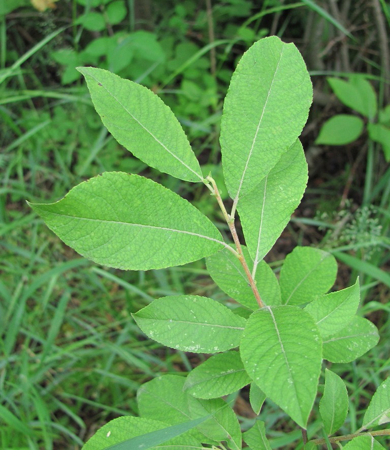 Изображение особи Salix &times; ludificans.