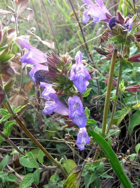 Image of Salvia tomentosa specimen.