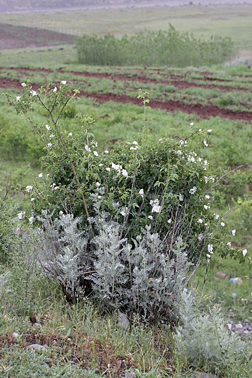 Image of genus Rosa specimen.