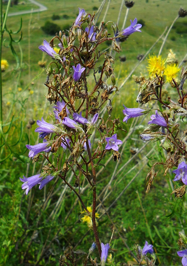 Image of Campanula sibirica specimen.